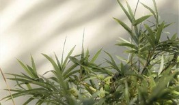 温州男子爆料叶丛视频,揭秘背后惊人真相